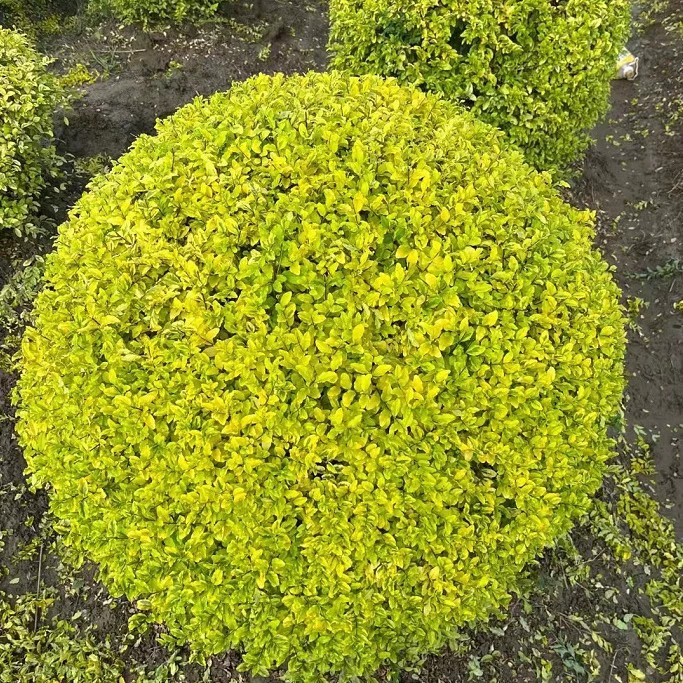 Оптовая продажа больших количеств блестящих шаров из лигуструма P50-180CM с высококачественными корнями и высокой выживаемостью для садов.