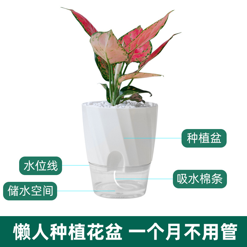 2022新款懶人綠蘿植物自動吸水小花盆設計感透明水養水培塑料盆器