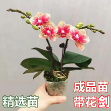 �����m�������ļ��m�����������_���҃������k��������Gֲ�����l