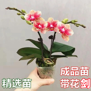 �����m�������ļ��m�����������_���҃������k��������Gֲ�����l