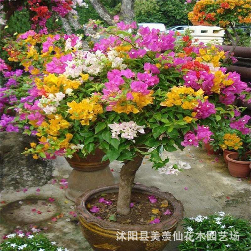 100 bougainvillea seeds