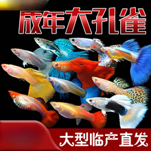 ȸ~^p~w~ᎧС͵ˮRPβ~Bͻ׷ֳ~