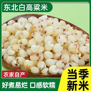 ������ ��؛�׸��������r�r���ԷNȥƤ�׸�����ᄾƸ����������]