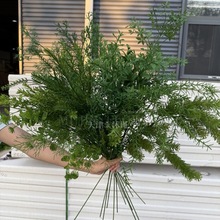 �Gɫϵ��c���滨��Y����̨���������J������횲ݲ廨�׾Gɫ����