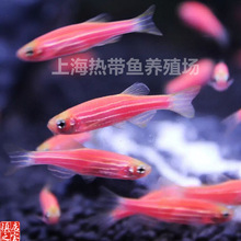 红斑马鱼热带鱼耐低温小型灯科鱼群游缸混养瓶装观赏鱼孩子乐趣