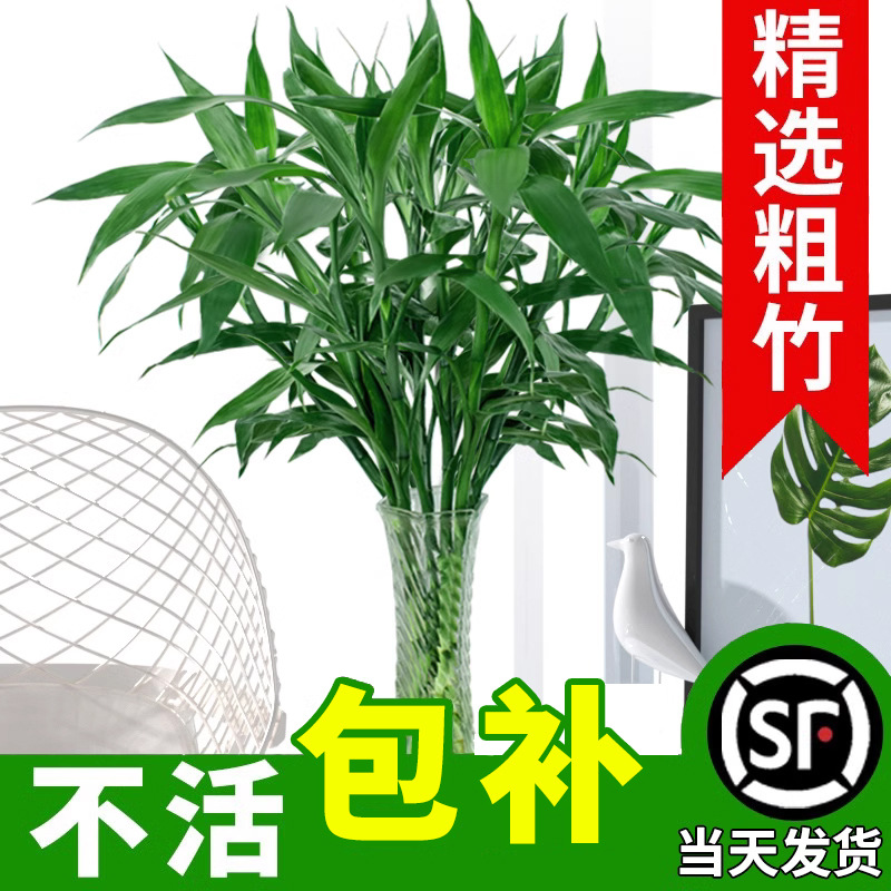 富贵竹水培植物水养发财树带根客厅绿植转运竹子花卉盆栽室内