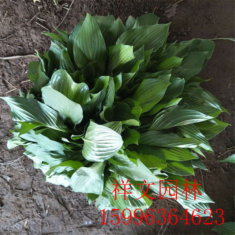 基地出售 玉簪 青叶玉簪花 金边玉簪 花叶玉簪 盆栽植物 园林绿化-阿里巴巴