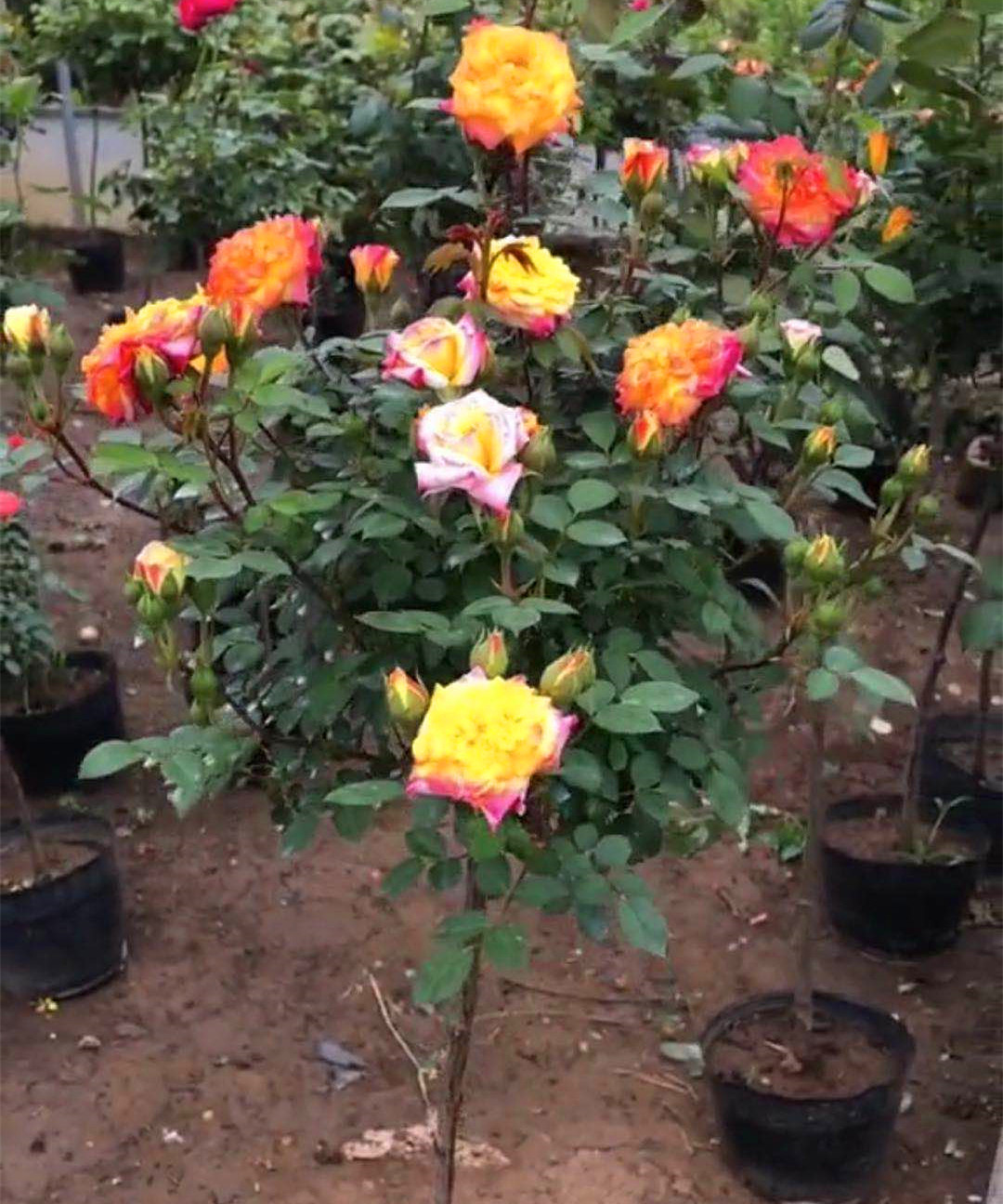 무지개 색 꽃 선물 다른 색상