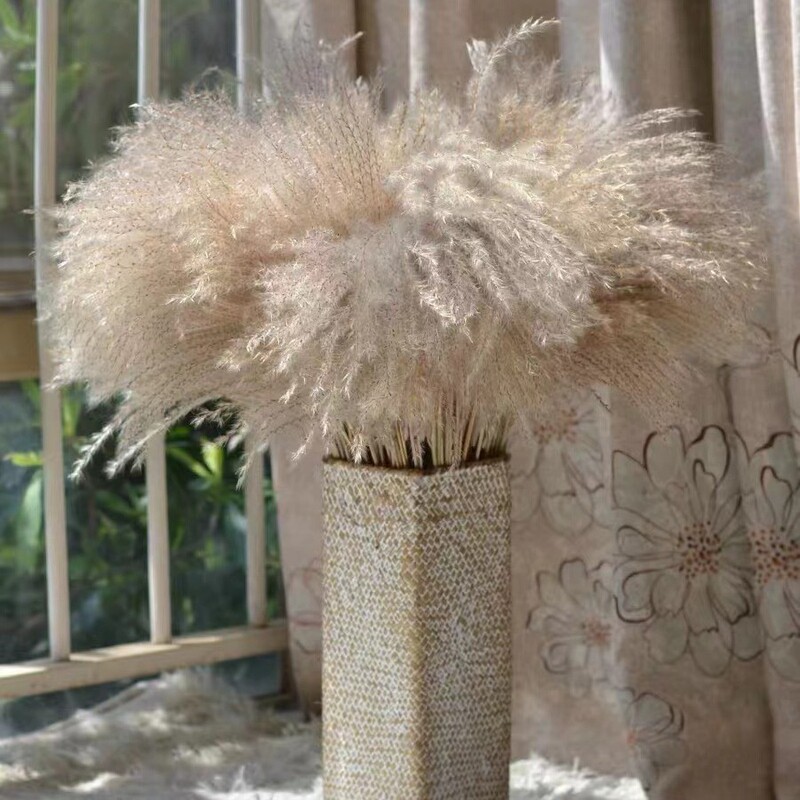 Natural Dust Dried Flower Reed Flower Pud Reed Flower Bundle Home Cafe Soft Decorations Ornaments Photographing Window Decoration