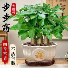 发财树盆栽花卉绿植物室内客厅盆栽大招财中式金钱树小盆栽盆景