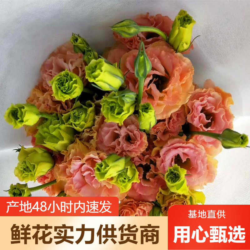 洋桔梗鲜花批发云南鲜花基地直批婚庆布置花店摆摊社区团购货源直
