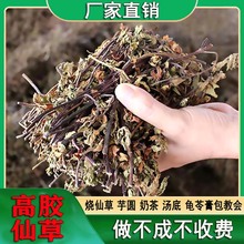 高胶质仙草全叶仙人草黑凉粉草干烧仙草龟苓膏原料草粿草叶子