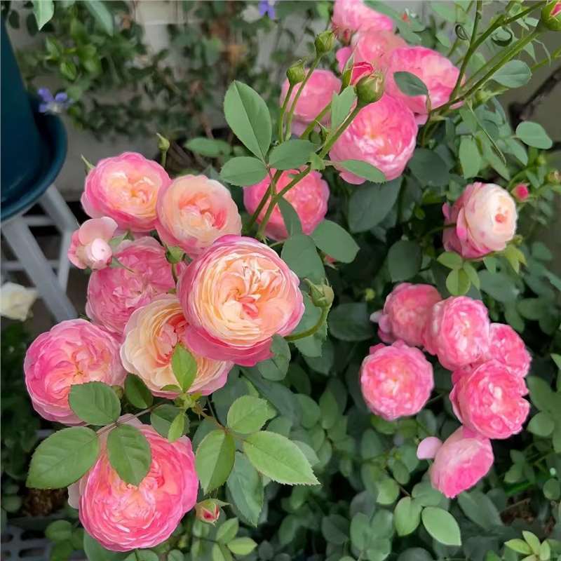 四季咲きのバラの花苗、特大の花つる苗、屋内外のバルコニー鉢植えバラ|undefined