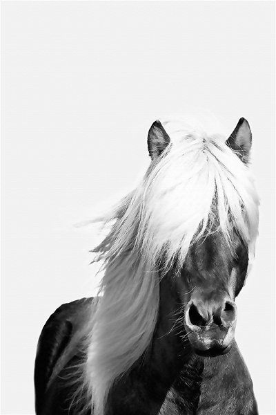 50322 Caballo de lujo ligero 27