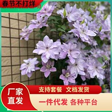 ��Ӱ�F��ɏ����������ֲ�����ΰ���ٱ�����ͥԺ�o�������͟�