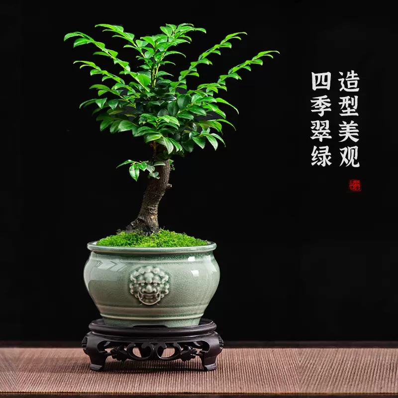 复古小叶紫檀花盆中国风兽头绿植冰裂陶瓷盆栽家用桌面创意小摆件