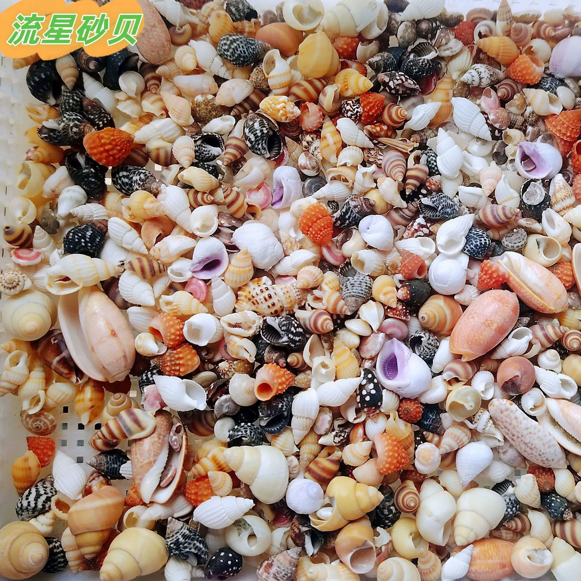 ♡小贝壳小海螺按斤卖 流星贝沙粉砂螺贝微贝芋螺宝螺笋螺酸浆贝