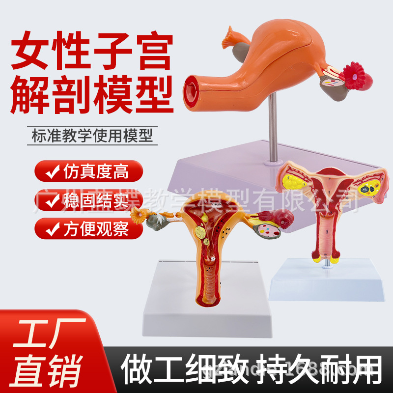 ҽѧŮ���ӹ�ģ���ѳ���ֳ�ṹ����ģ�͸��Ƹ������ѳ��ӹ�ģ��