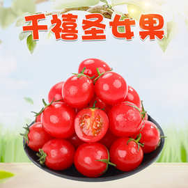 山东千禧圣女果 代发3/5斤新鲜应季小番茄生吃水果小洋柿子非樱桃