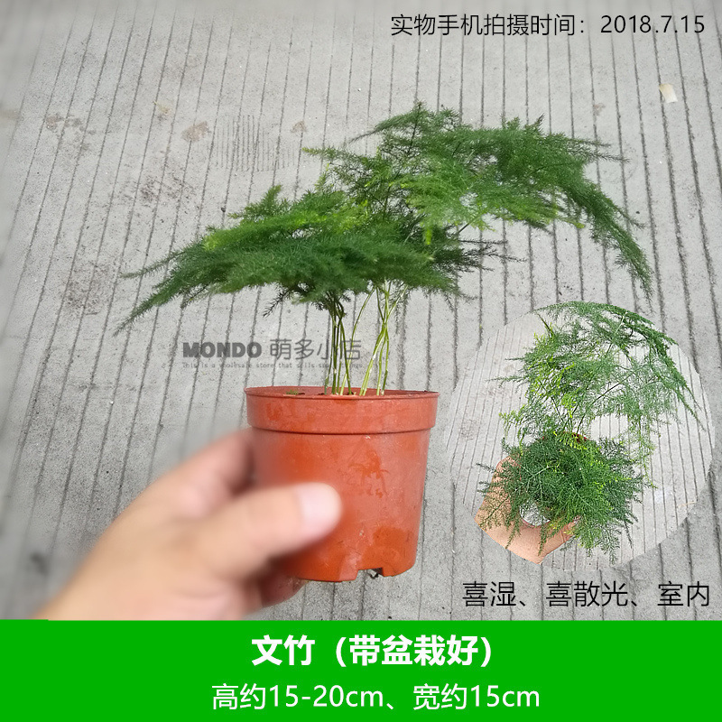 (화분으로) 아스파라거스