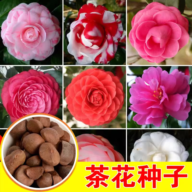 Las plantas en macetas de semillas de camelia se pueden sembrar en cuatro estaciones, 24 colores opcionales, 5 rosas Sai