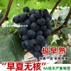 Gylogen Grand Big Jifeng Grape Seedlings Climbing Vine Sunshine Rose Cold Resistant Hymphoic Herbal Planting Fruits and Fruit Seedlings