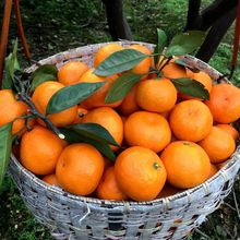 爆甜雪杉小蜜橘鮮甜無核薄皮柑橙橘冰糖桔子新鮮當季水果非砂糖橘