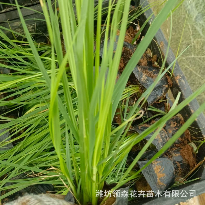 Низкорослые декоративные травы Цинчжоу оптом для живописных мест, морозостойкие рассады цветов