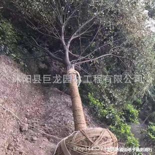 ���l�Θ� �t�Θ����� ͥԺ�@�֘��� �L����Θ���~�Θ乤����