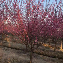 �t÷ԭ���޽��е��G�����ش�������÷�G÷��÷�軨Ⱦ����Ұ