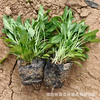 批发假龙头绿化花卉露地花坛摄影如意草随意草芝麻花种籽苗粗苗壮