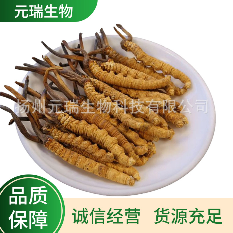 工厂批发虫草菌粉提取物棕黄色虫草菌粉厂家供应25kg/桶虫草多糖