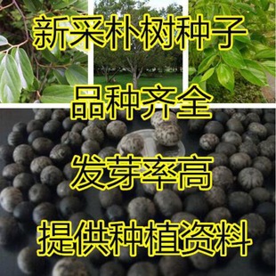 �²�С�~�Ә�N�� ���~�Ә� ɳ�Ӄ��N�� ɺ���� �tƤ�Ә��Ѱ��]