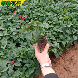 һ���t �r��ݻ�ͥԺ�G�������ö������͟Ứ���L һ���t���绨��