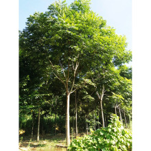 �����Sɽ�������G��������l���̈@�ֆ�ľ�е�ͥԺ�Sɽ�����