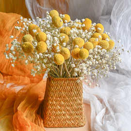 黄金球金槌花干花花束装饰摆件真花插花干燥花满天星diy客厅室内