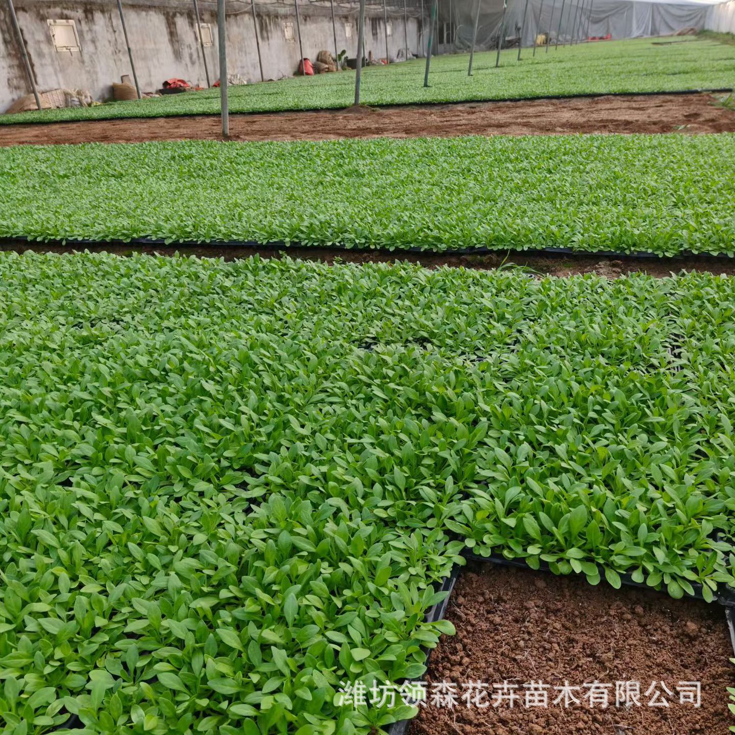 牵牛串红苗矮牵牛基地大量四季海棠一串红孔雀草行道公园小区绿化