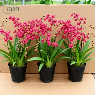 【一颗香满屋】香水文心兰花苗盆栽带花苞浓香好养梦香兰室内绿植