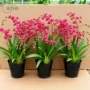文心盆栽浓香花苞兰花苗