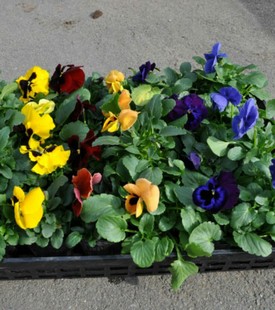 Base Wholesale Sunflower High Survival Rate Greening Purchase Color Grass Petunia