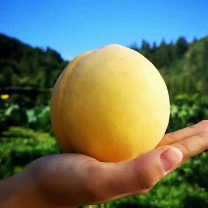 云南黄桃苗 重庆黄桃苗 贵州黄桃苗 四川黄桃苗 湖北炎陵黄桃苗