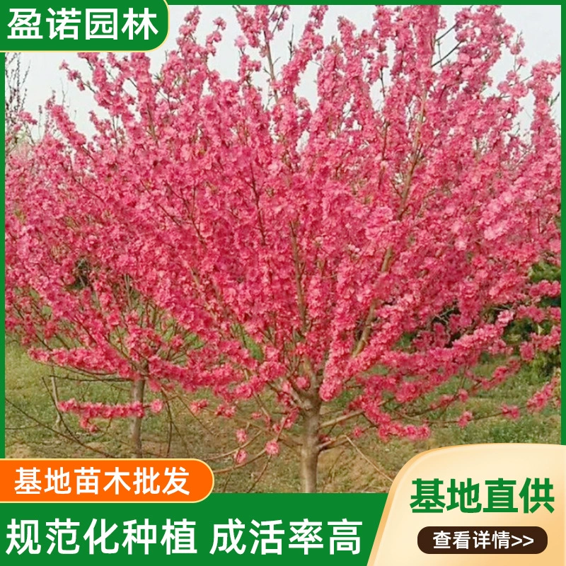 Красный лист Персик База Озеленение проекта Декоративные деревья Красивый цвет Melaleuca Двойной красный лист Персик