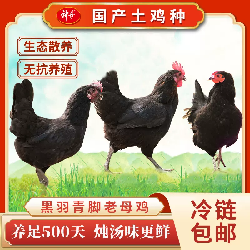 神丹正宗黑羽老母鸡农家散养500天土鸡新鲜现杀冷冻走地鸡1000g