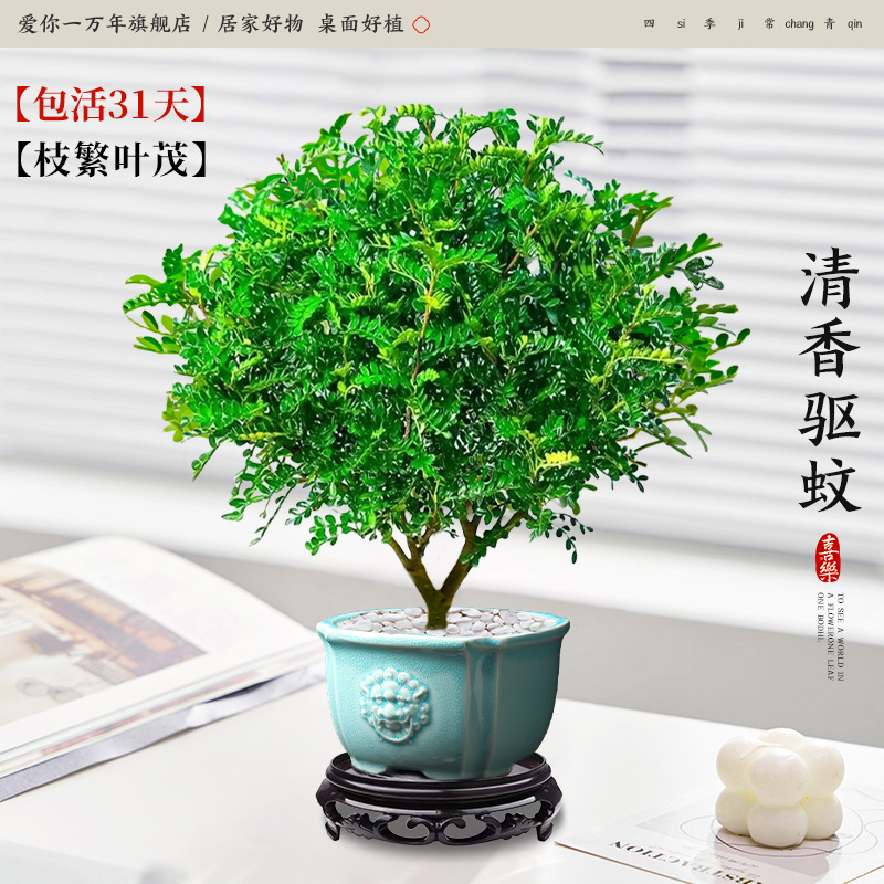 고급 향고추나무 + 청사자머리 대야 + 원형베이스 (포장석 + 영양성분 포함)