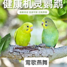 鹦鹉虎皮云斑大头玄凤鹦赋可繁殖小宠物可教会说话宠物鸟便宜包邮