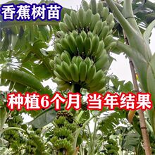 �㽶��䰫���۽��箔��Y���ϱ����Nֲ�ļ��۽��㽶���玧�����~