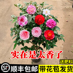 �������軨�����ļ�����ɽ�軨���҃�ֲ����B��ɫ�൤�����ͻ���