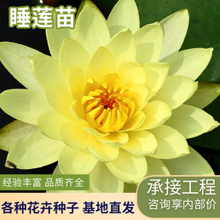 Wholesale Water Lily Plant Large Rhizomes with Flower Buds Aquatic Ornamental Flower Seeds Supply for Ponds and Water Bodies