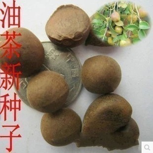 ľN Ͳ·N ¼tͲ ׻ͲNӼtͲľӰ