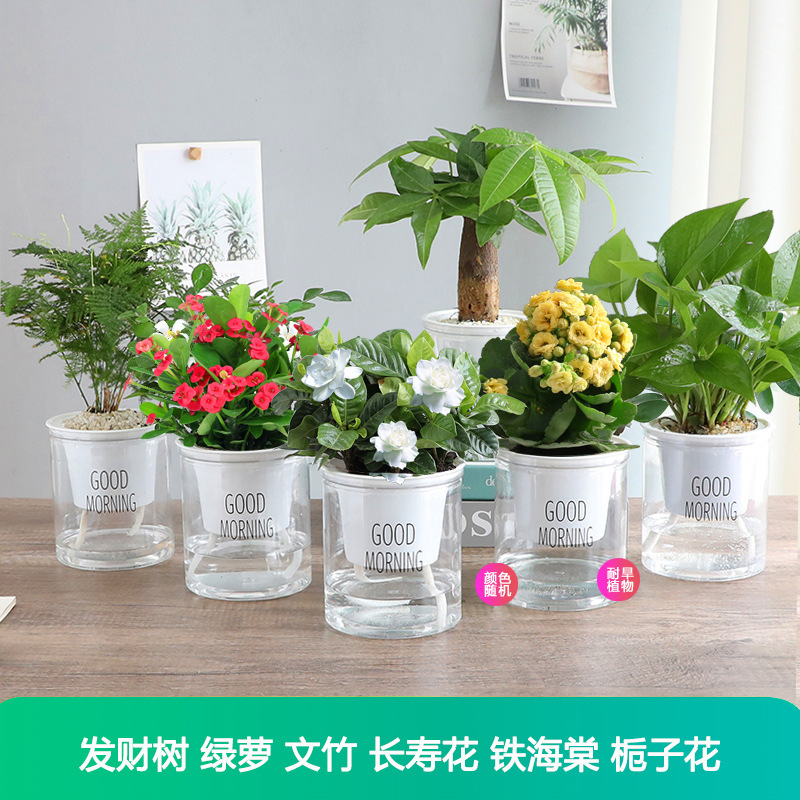 [가성비 6화분] 머니트리 + 포토스 + 아스파라거스 + 칼라비나 + 베고니아 + 치자나무 + 무료비료